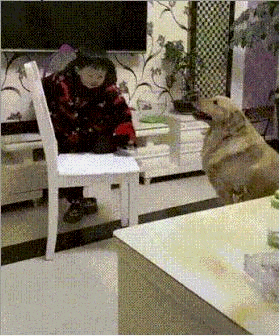 這只金毛天賦值點滿了吧？幫助小孩子的時候，它像是個大人