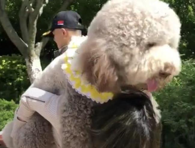 看到小泰迪被铲屎官抱着, 巨型贵宾也开始撒娇, 主人哭笑不得