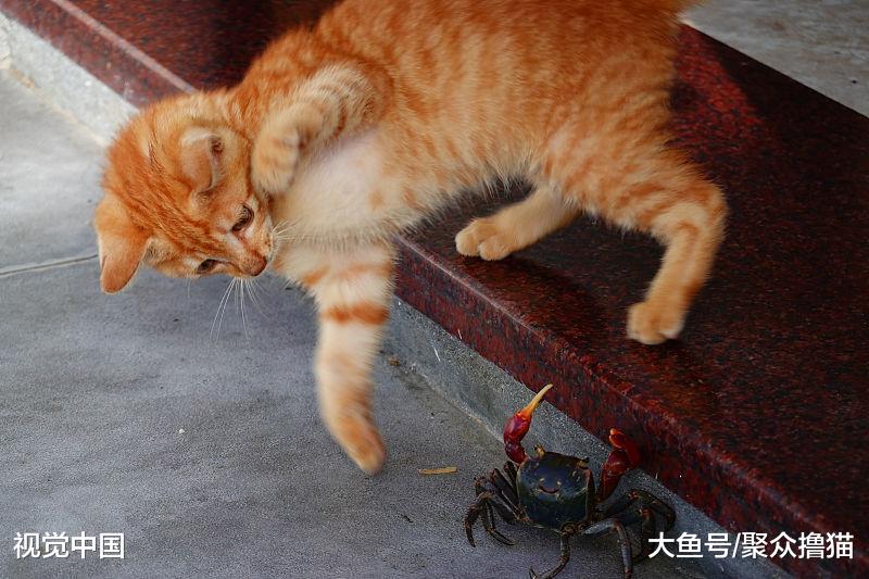 一旦喵星人出现异食癖，铲屎官首先要考虑，该给猫咪改善伙食了