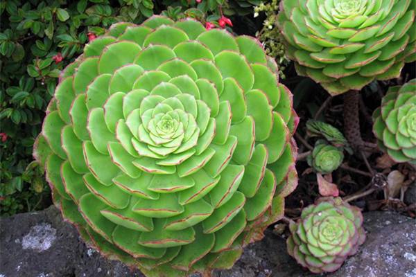 如何种植莲花掌，莲花掌的繁殖方法有哪些