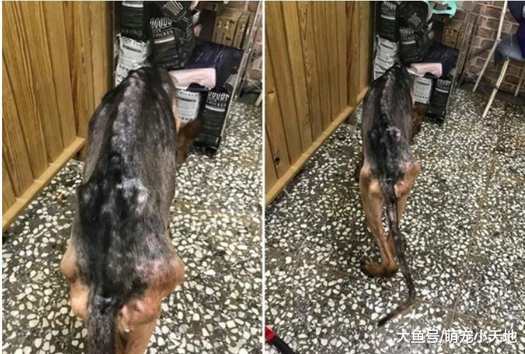 80岁老夫妻见狗就想起过世儿子，2只汪被绑树下淋雨、踩泥水