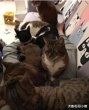 养很多猫是一种怎样的体验？一躺在沙发，就有一张20公斤猫毯出现