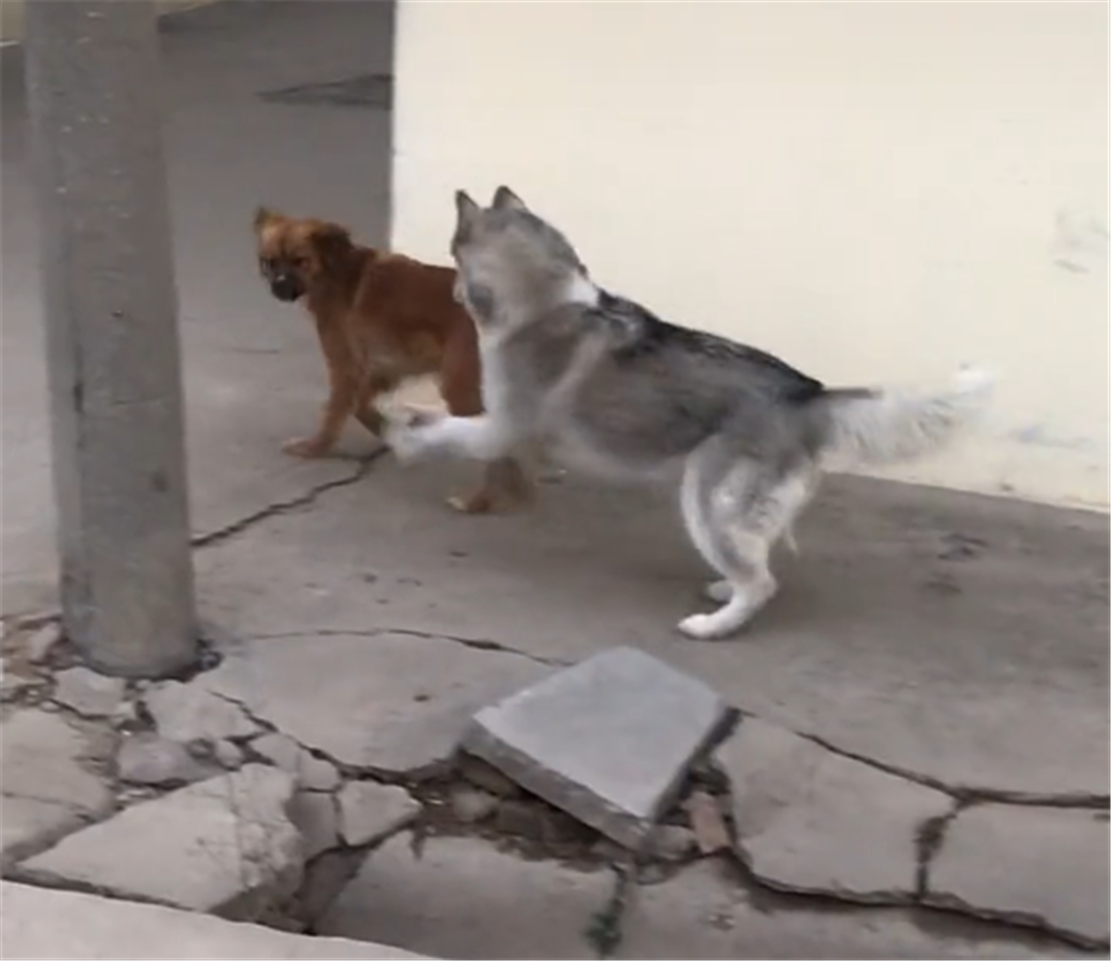 二哈回鄉欺負小黃狗，黃狗一見二哈夾尾巴就跑，黃狗：哪來的二貨