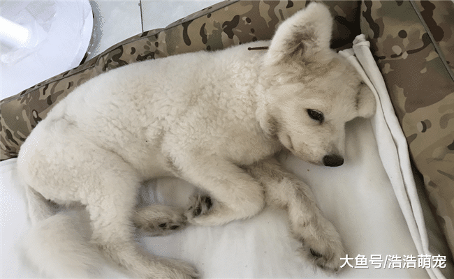 冬天狗狗身体最虚弱, 容易得下面5种病, 宠主别不当回事