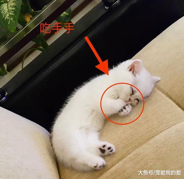 女孩领养了一只看似普通的猫，四个月后，她被猫的颜值惊艳到了