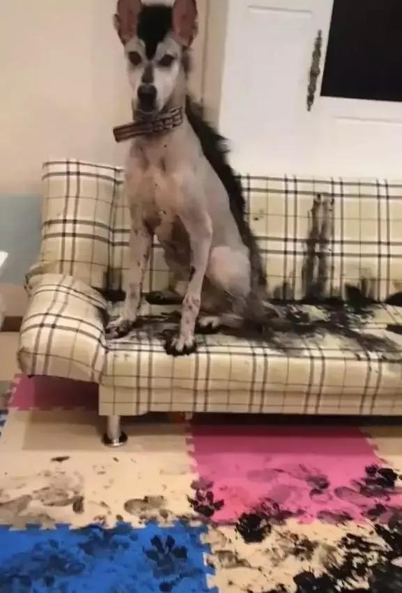 这货上辈子怕是个国画家，二哈又给家里抹黑啦！