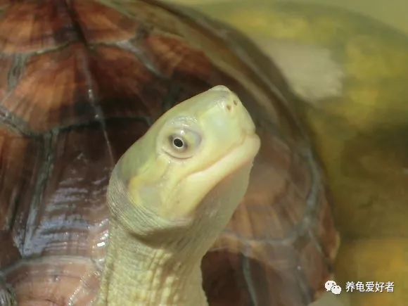 是不是很想知道你的龟为什么会腐甲？