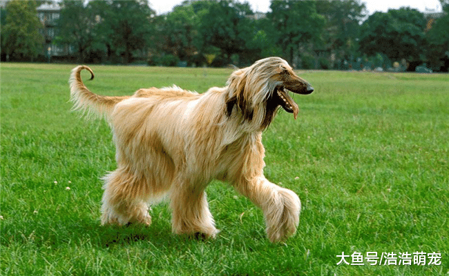 狗狗都是忠誠的嗎？下面五種狗狗一定要看好，誰都能領走