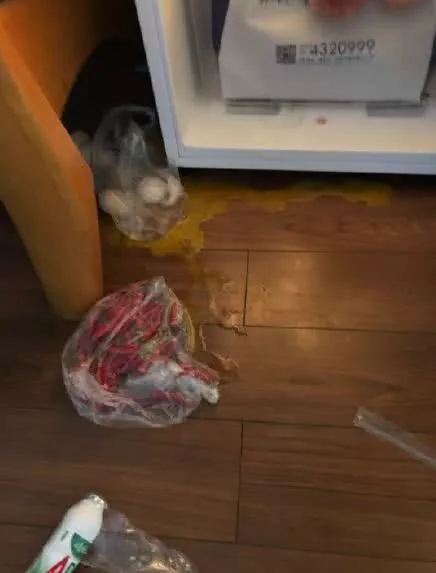 大型实力劝退养猫场面，看得我的心脏都快受不了啦