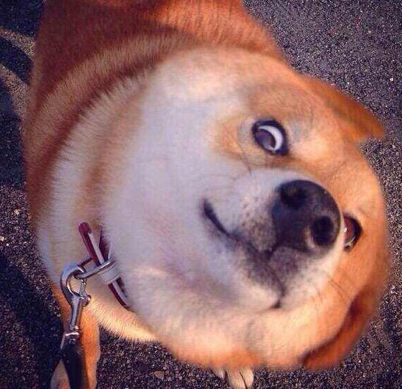 关于养狗, 狗狗想让你知道的这几件事, 你家狗有没有偷偷告诉你?