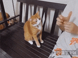 狗狗争宠，猫咪居然偷偷学习，太乖了吧