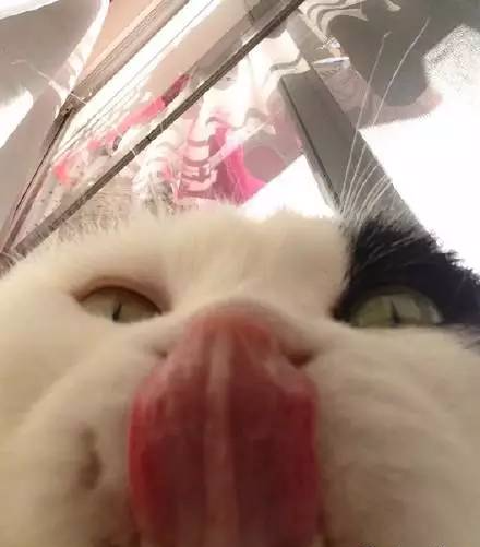 网友自述，每天醒来就像躺在手术台一般，而猫咪扮演着医生