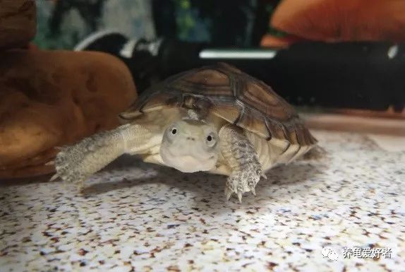 想要做龟的好主人，这些特点少不了
