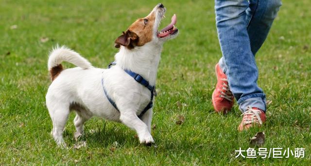 我的狗狗像个跟屁虫，走哪跟到哪，这到底是因为什么