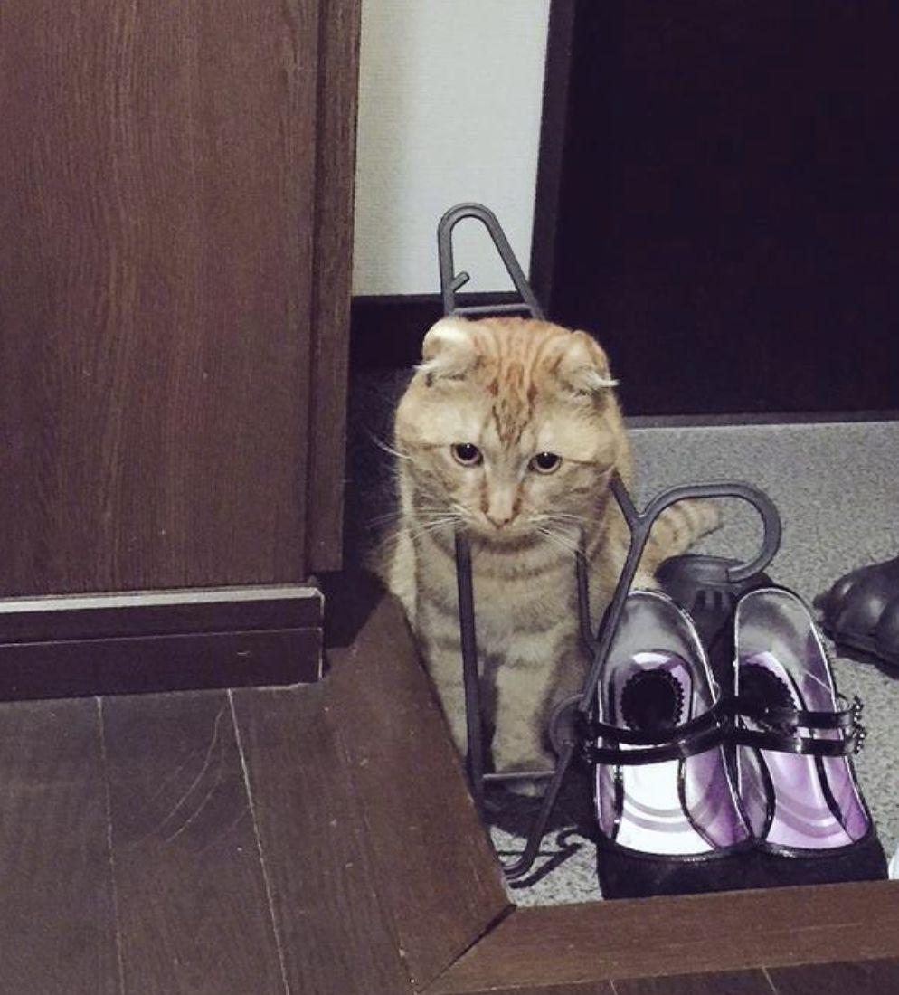 对猫咪来说, 最好的拍照道具竟然是...衣架?