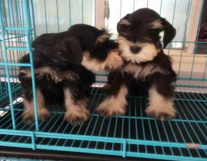 怎樣讓柯基犬知道你才是老大