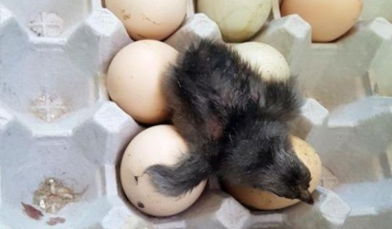 女子外出旅游不在家，回到家中发现有声音，见到眼前场景女子不淡定啦