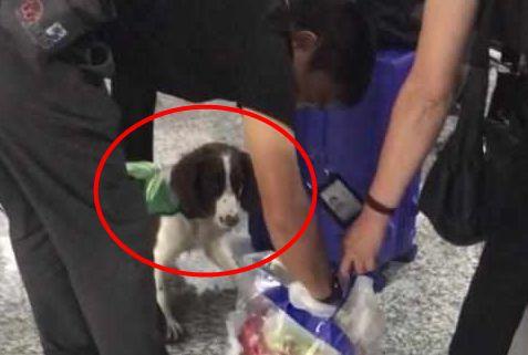 警犬聞到袋子狂吠，袋子的主人緊張得滿頭大汗，警察事后連聲道歉