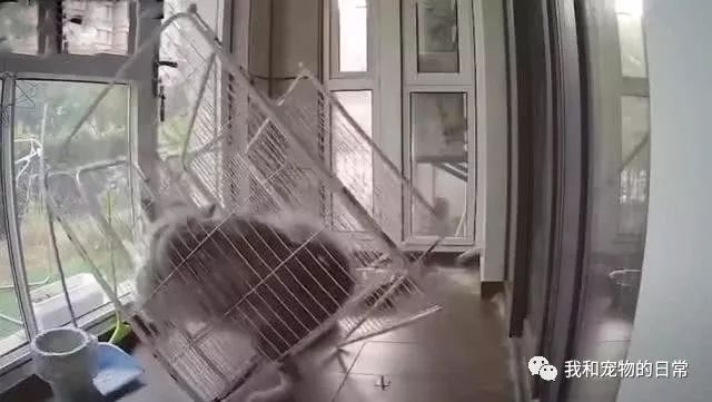 主人午休时查看二哈的监控，接下来的画面直接令人笑喷！