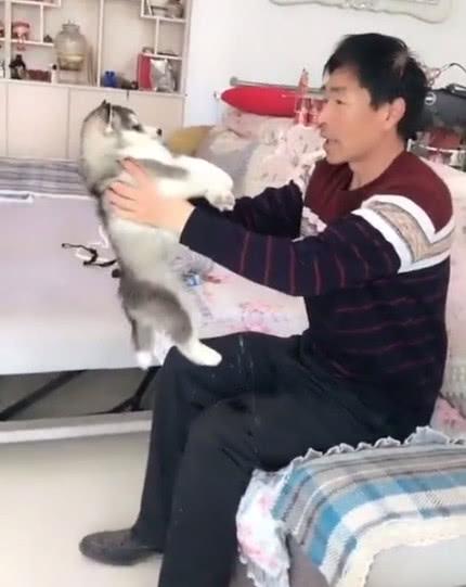 爷爷跟哈士奇讲道理被尿一身, 二哈大吼: 再啰嗦我尿你脸上!