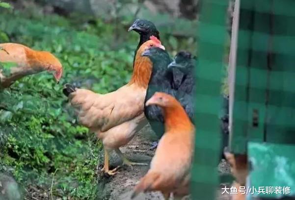 女教师厌倦都市生活，花4万租农村小院，看完有种回农村的冲动！