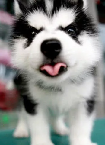 带二哈做造型，中途兽医笑惨，主人进去一看：这狗不要了