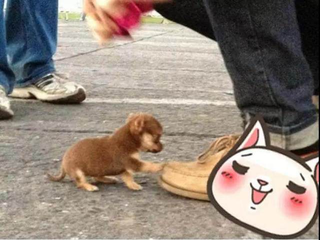 男子闲游逛街时，突然一个小家伙挡住了去路，蹲下一看萌化了