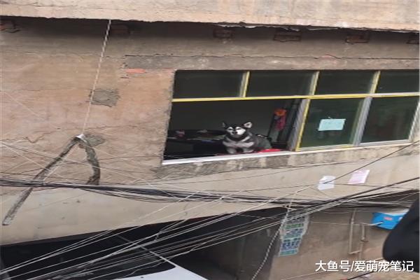 网友发现对面楼里有阿拉后，每天就相互“吵架”，汪：遇到对手了