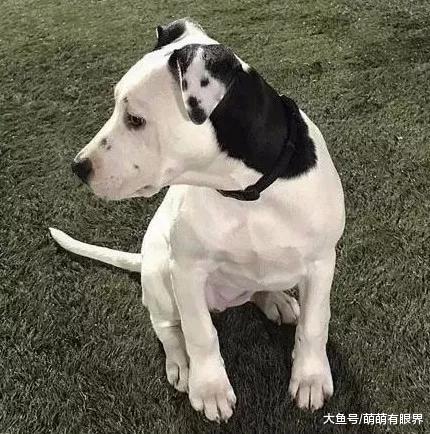 惊为天狗！这只狗狗的耳朵上，居然长出了另一个“自己”……