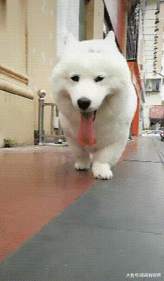 完犊子！萨摩和柯基的爱情结晶“萨摩基”横空出世，一看就不是正经狗