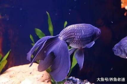 觀賞魚水質和魚病是交替關系，我們可以把握四項原則來調理！