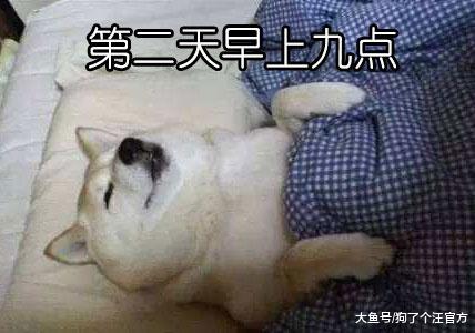 网友把摄影机绑在了狗狗头上，见证了自己求婚的一刻
