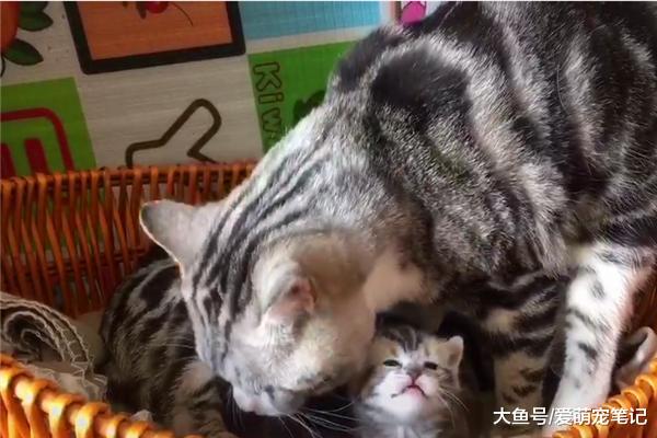 美短生了三只小奶猫后，猫爸就一直在旁边亲吻安慰，萌化主人的心