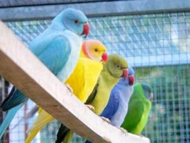 网友：月轮鹦鹉有这么多种颜色？实在太漂亮了！看完我好想养一只