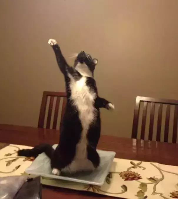 为什么我觉得猫是很恐怖的动物呢？