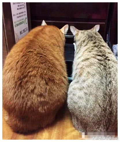 男子养了两只猫咪，每天待遇相同，一年后橘猫的样子让他傻眼了