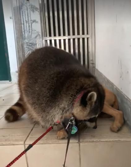 浣熊超爱抱小狗，勒到它舌头都吐出来，压住狗狗不让它挣脱