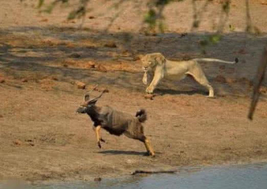 狮子猎杀老羚羊, 一头小羚羊猛地撞过来把自己撞晕了, 白捡的美食