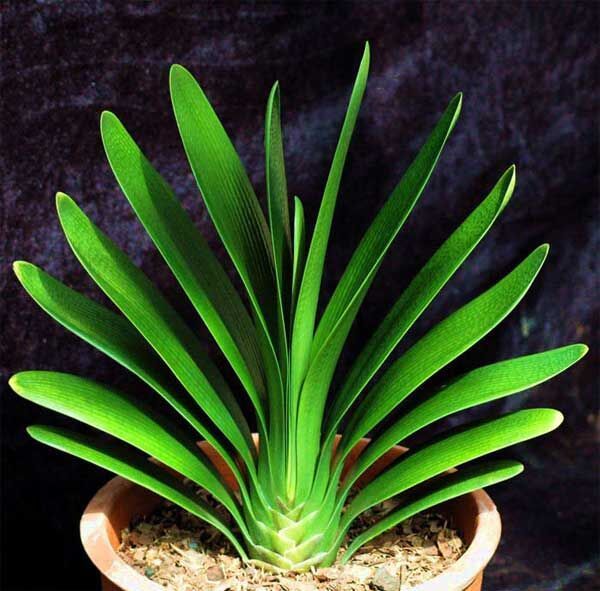 养护君子兰时应该需要做什么吗？主要有这些步骤就行了