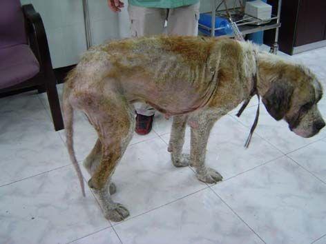 流浪狗饿的体无完肤，最后发现原来是无价之宝！