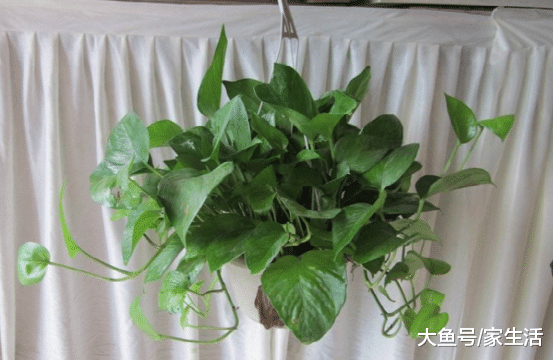 家里养绿萝，在盆底下面垫上这“玩意”，长得又快又漂亮