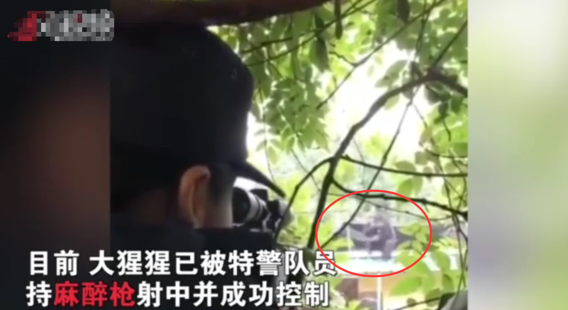 合肥动物园黑猩猩出逃，一男子被它一脚踹飞！