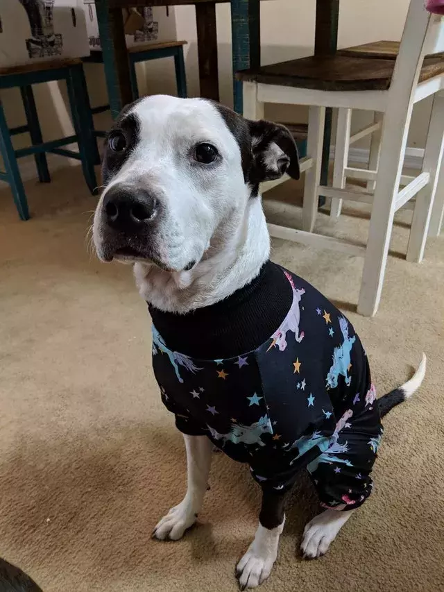 穿著睡衣的可愛汪星人