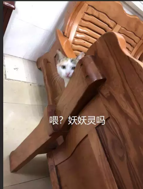 交配季節后，三花貓大鬧警局引得無數公貓爭風吃醋