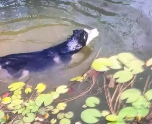 带着二哈回老家，到河边就不见了身影，转头看去在水里玩嗨了