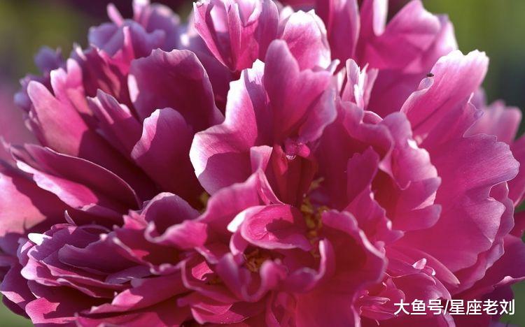 三生肖10月喜鹊搭桥把情牵，有情人终成眷属，脱单在望！