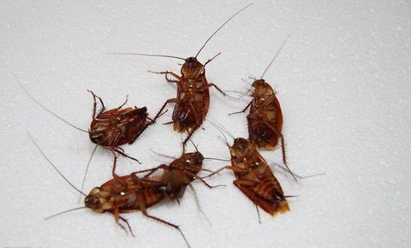 蟑螂原来最怕它，地上撒一点，比蟑螂药还灵，轻松消灭蟑螂不费劲