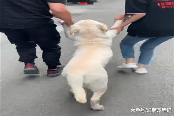 拉布拉多贪玩不愿意回家，主人只能把它拽回去，汪：我不要面子吗