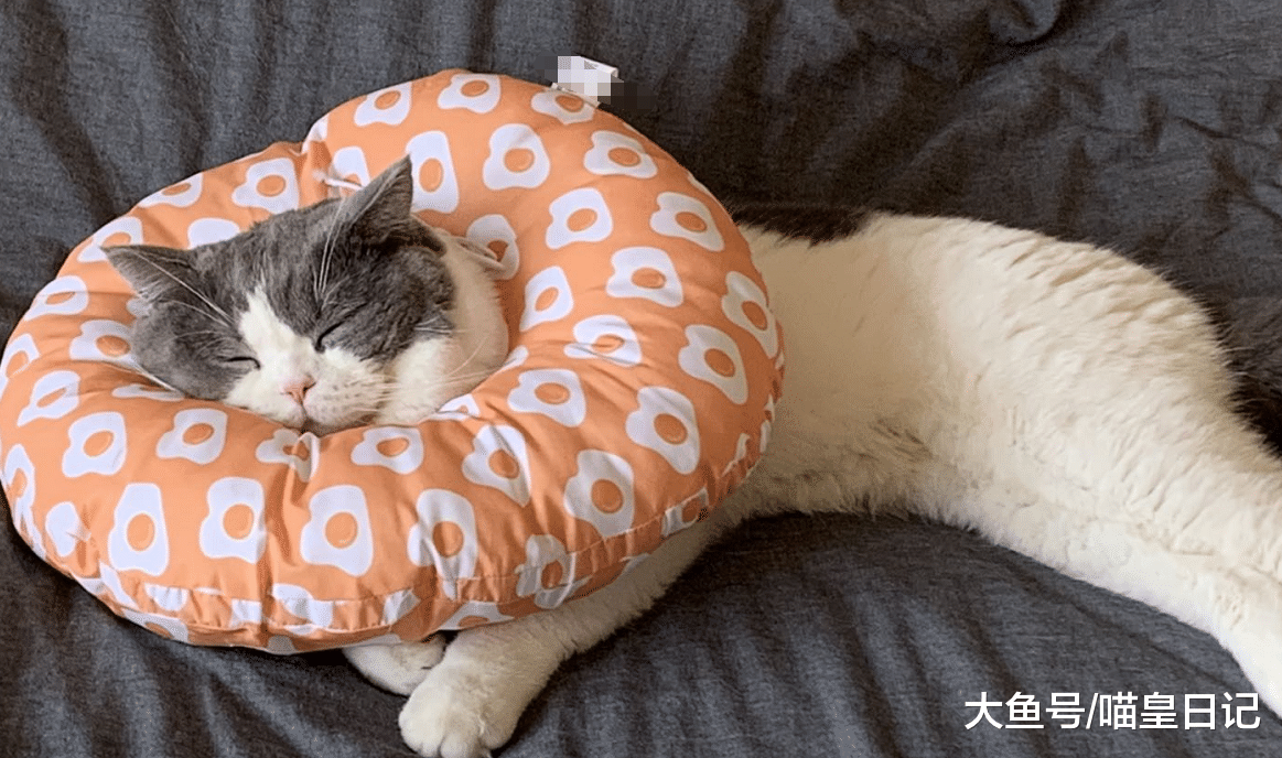 在猫咪心里，至少有五种情况能让它们离家出走，只有一个是因为爱