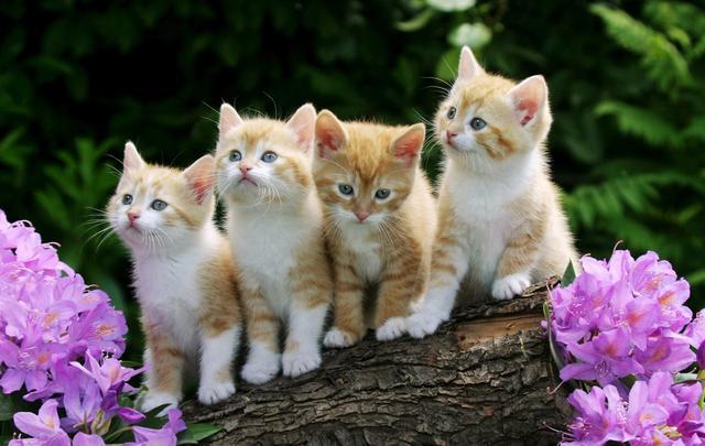 小奶猫刚接回家，但却只肯躲在一边不出来，如何跟猫咪建立信任感